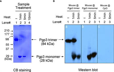 Efficacy of Pgp3 vaccination for Chlamydia urogenital tract infection depends on its native conformation